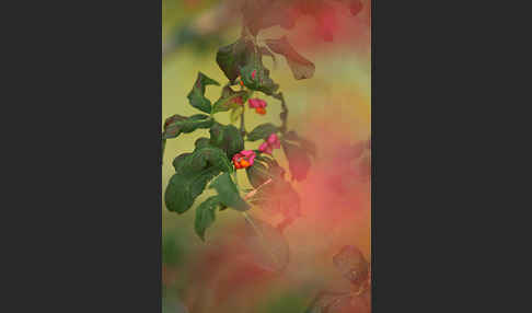 Europäisches Pfaffenhütchen (Euonymus europaea)