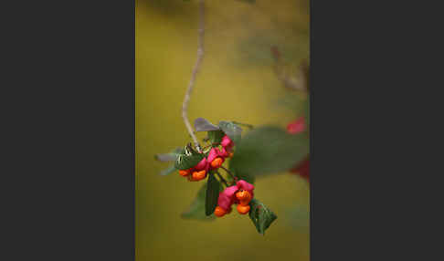 Europäisches Pfaffenhütchen (Euonymus europaea)