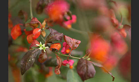 Europäisches Pfaffenhütchen (Euonymus europaea)