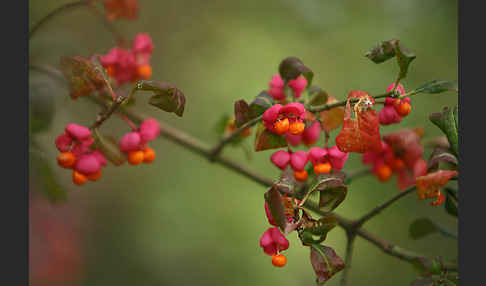 Europäisches Pfaffenhütchen (Euonymus europaea)