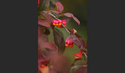 Europäisches Pfaffenhütchen (Euonymus europaea)