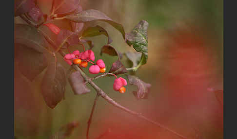 Europäisches Pfaffenhütchen (Euonymus europaea)