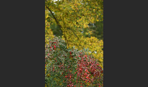 Europäisches Pfaffenhütchen (Euonymus europaea)