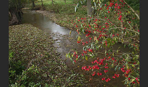 Europäisches Pfaffenhütchen (Euonymus europaea)