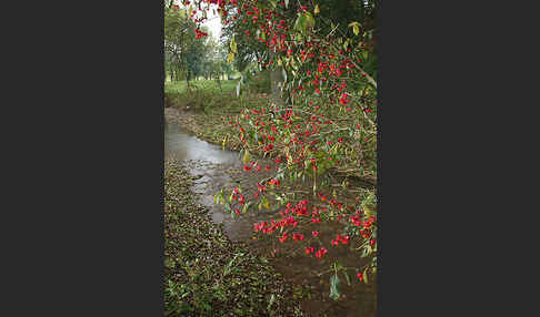 Europäisches Pfaffenhütchen (Euonymus europaea)