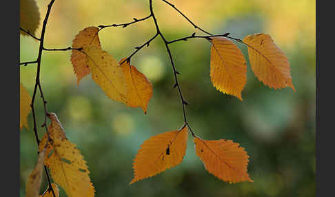 Berg-Ulme (Ulmus glabra)