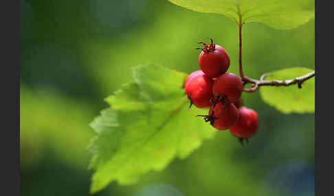 Elsbeere (Sorbus torminalis)