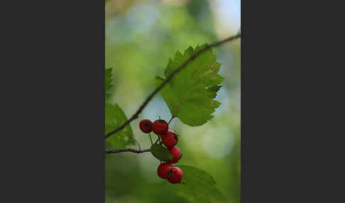 Elsbeere (Sorbus torminalis)