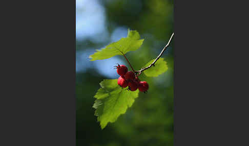 Elsbeere (Sorbus torminalis)