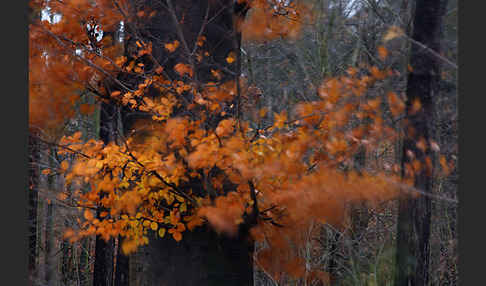 Rot-Buche (Fagus sylvatica)