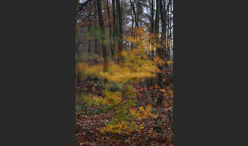 Rot-Buche (Fagus sylvatica)