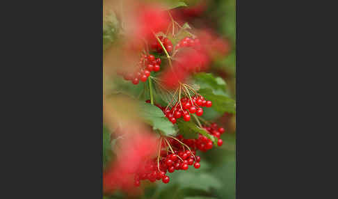 Gemeiner Schneeball (Viburnum opulus)