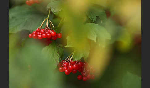 Gemeiner Schneeball (Viburnum opulus)