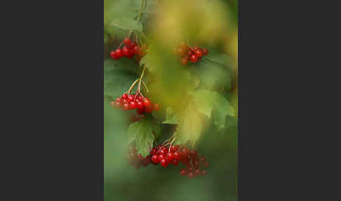 Gemeiner Schneeball (Viburnum opulus)