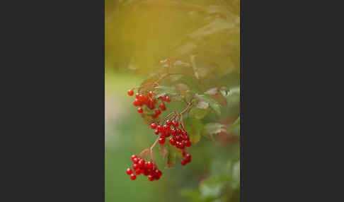 Gemeiner Schneeball (Viburnum opulus)