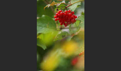 Gemeiner Schneeball (Viburnum opulus)