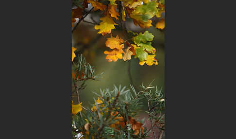 Sanddorn (Hippophae rhamnoides)