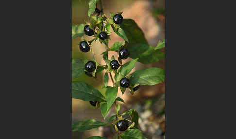 Schwarze Tollkirsche (Atropa bella-donna)