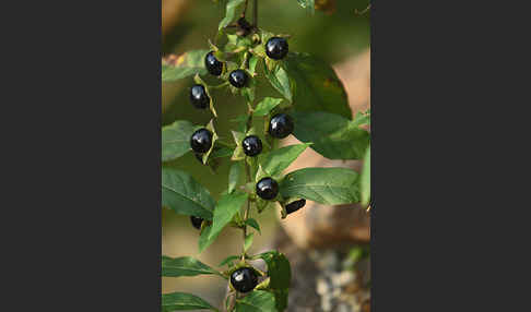 Schwarze Tollkirsche (Atropa bella-donna)