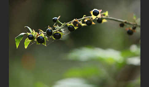 Schwarze Tollkirsche (Atropa bella-donna)