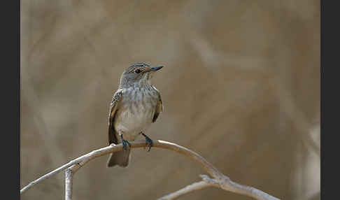 Grauschnäpper (Muscicapa striata)