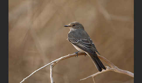 Grauschnäpper (Muscicapa striata)