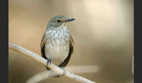 Grauschnäpper (Muscicapa striata)