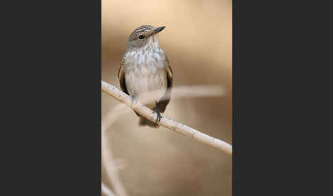 Grauschnäpper (Muscicapa striata)