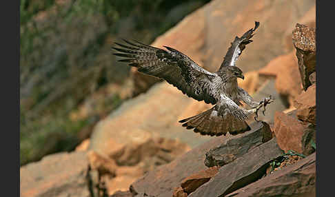 Habichtsadler (Aquila fasciata)