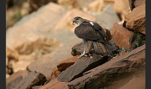 Habichtsadler (Aquila fasciata)