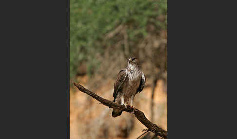 Habichtsadler (Aquila fasciata)