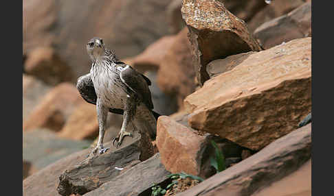 Habichtsadler (Aquila fasciata)