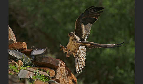 Habichtsadler (Aquila fasciata)