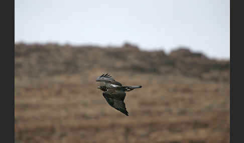 Habichtsadler (Aquila fasciata)