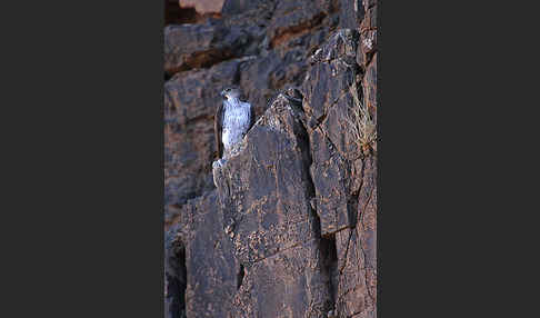 Habichtsadler (Aquila fasciata)