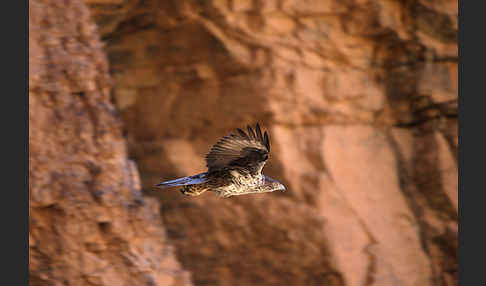 Habichtsadler (Aquila fasciata)