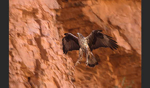 Habichtsadler (Aquila fasciata)