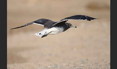 Hemprichmöwe (Larus hemprichii)