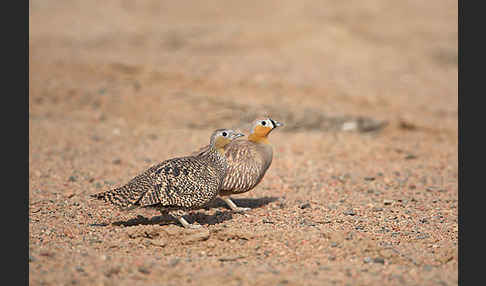 Kronenflughuhn (Pterocles coronatus)