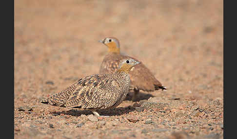 Kronenflughuhn (Pterocles coronatus)