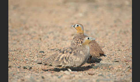 Kronenflughuhn (Pterocles coronatus)