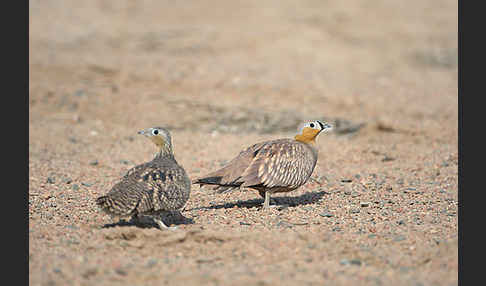 Kronenflughuhn (Pterocles coronatus)