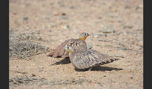 Kronenflughuhn (Pterocles coronatus)