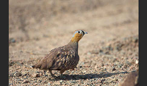 Kronenflughuhn (Pterocles coronatus)