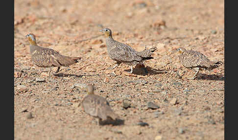 Kronenflughuhn (Pterocles coronatus)