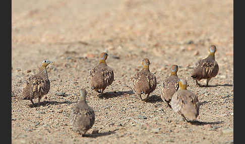 Kronenflughuhn (Pterocles coronatus)