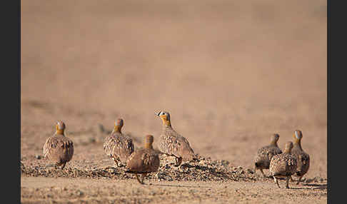 Kronenflughuhn (Pterocles coronatus)