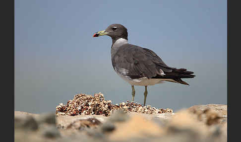 Hemprichmöwe (Larus hemprichii)