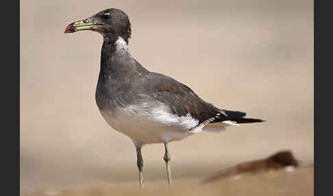 Hemprichmöwe (Larus hemprichii)