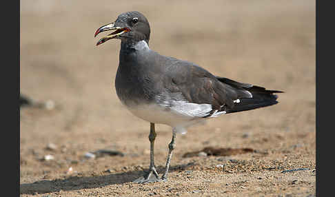 Hemprichmöwe (Larus hemprichii)